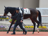 500万平場戦　パドック