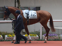 未勝利戦　パドック