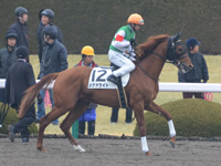 未勝利戦　本馬場入場
