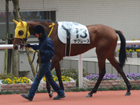 新馬戦　パドック