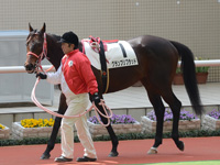 未勝利戦　パドック