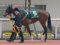 チューリップ賞（ＧIII）　パドック