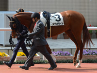 未勝利戦　パドック