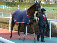 未勝利戦　口取り