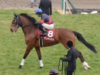 フィリーズレビュー（ＧII）　本馬場入場