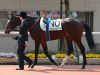 新馬戦　パドック