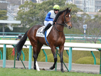 新馬戦　本馬場入場
