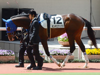 未勝利戦　パドック