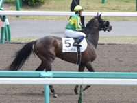 500万平場戦　本馬場入場