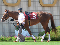 京都新聞杯（ＧII）　パドック
