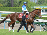 京都新聞杯（ＧII）　本馬場入場