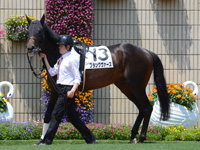 未勝利戦　パドック