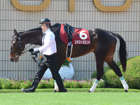 京都新聞杯（ＧII）　パドック