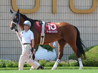 京都新聞杯（ＧII）　パドック