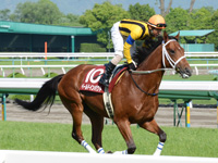 京都新聞杯（ＧII）　キャンター