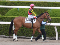 未勝利戦（牝）　本馬場入場
