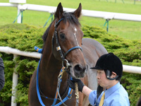 500万平場戦　口取り