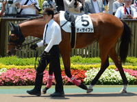 未勝利戦　パドック