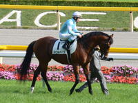 日本ダービー（ＧＩ）　本馬場入場
