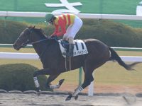 京都2R　未勝利戦　ハギノタイクーン