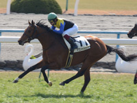 京都5R　新馬戦　マウントシャスタ