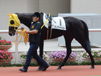 新馬戦　パドック