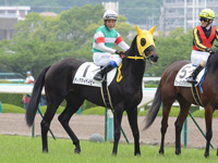 新馬戦　本馬場入場