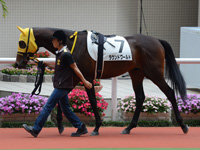 未勝利戦　パドック