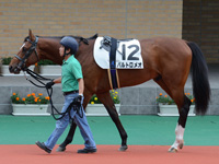 未勝利戦　パドック