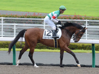 未勝利戦　本馬場入場