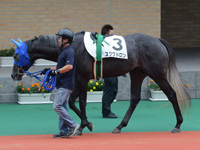 新馬戦　パドック