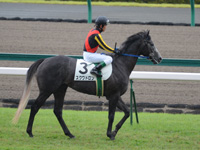 新馬戦　本馬場入場
