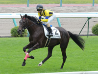 新馬戦　キャンター