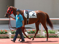 新馬戦　パドック