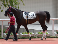 新馬戦（牝）　パドック