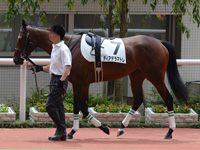 新馬戦（牝）　パドック