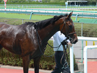 新馬戦（牝）　口取り