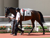 未勝利戦　パドック