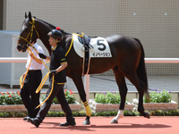 新馬戦　パドック
