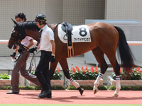 新馬戦　パドック