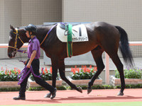 新馬戦　パドック