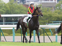 新馬戦　本馬場入場