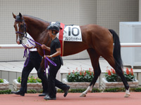 新馬戦　パドック