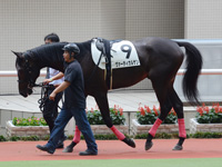 新馬戦　パドック