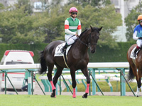 新馬戦　本馬場入場