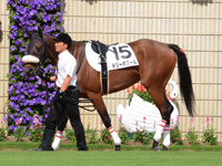 新馬戦（牝）　パドック