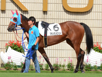 新馬戦（牝）　パドック