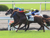 未勝利戦　ゴール前（外2着）