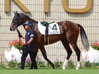 新馬戦　パドック