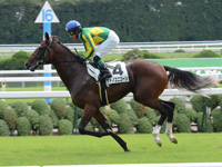 新馬戦　キャンター